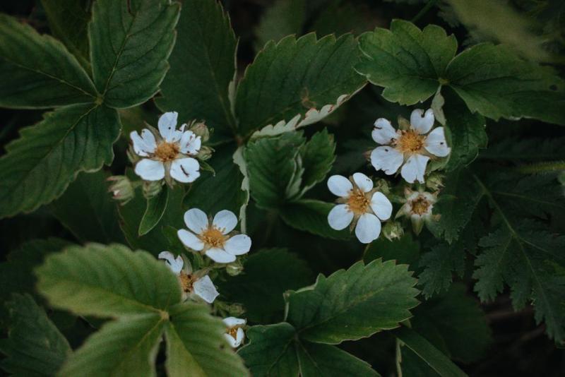 Flores de fresa en el huerto