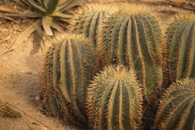 Cactus de gran tamaño en un entorno semiárido, ilustrativo