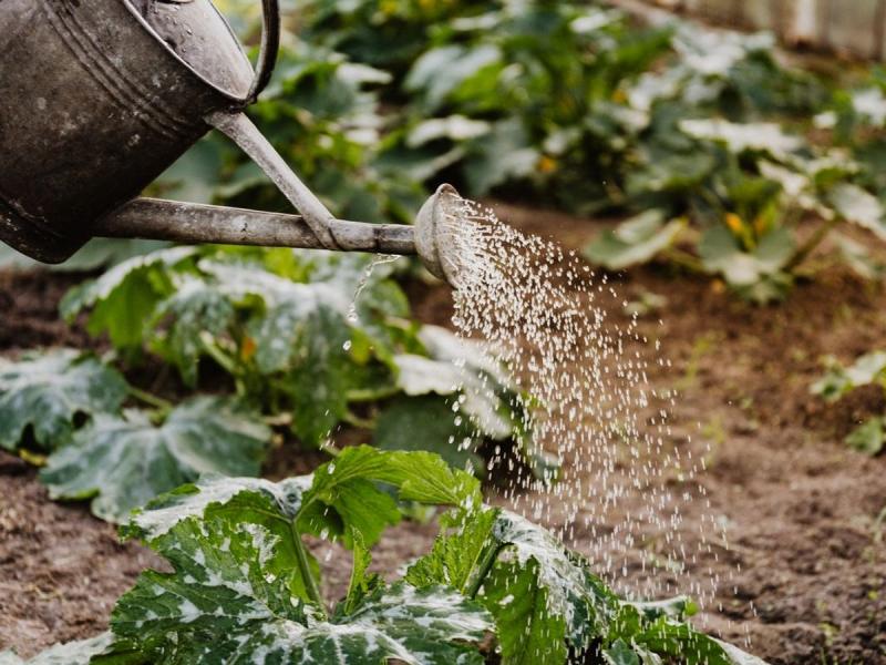 Regadera junto a plantas en un huerto social de Arucas