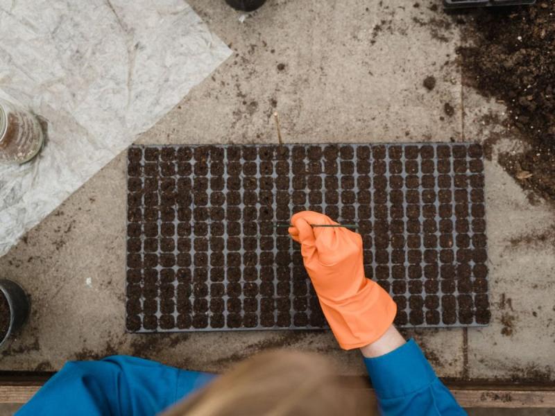 Manos con guantes naranjas sembrando semillas en una bandeja de cultivo