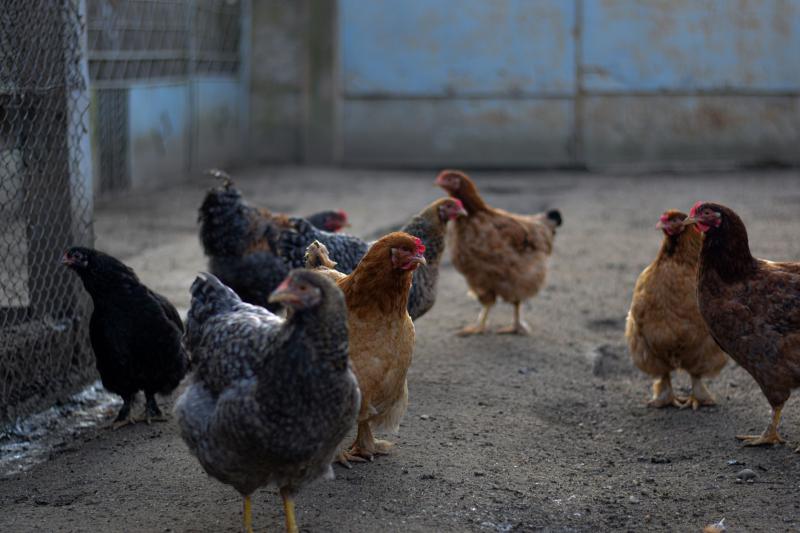 Gallinas en un corral, ilustrativo