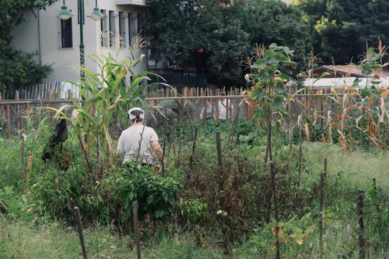 Persona cuidando un huerto urbano de espaldas, ilustrativo