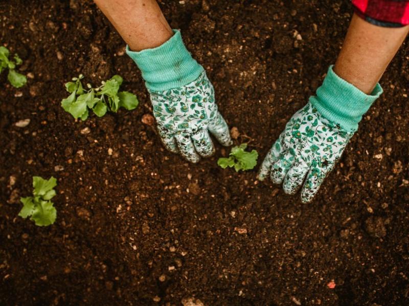 Manos con guantes plantando en un huerto urbano de Aranda de Duero