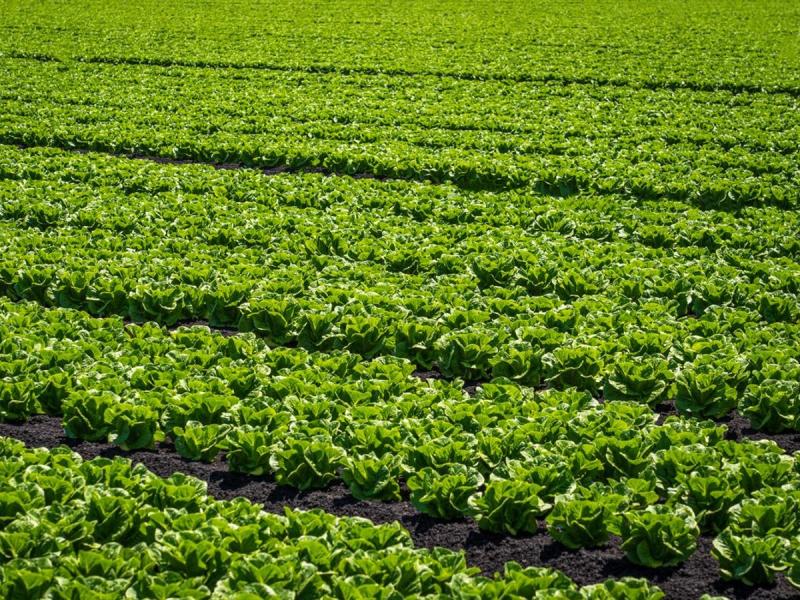 Campo extenso de cultivo en los huertos municipales de Burgos