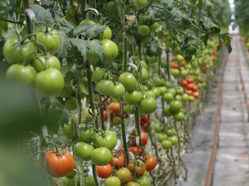 Hileras de tomateras cargadas de tomates dentro de un invernadero