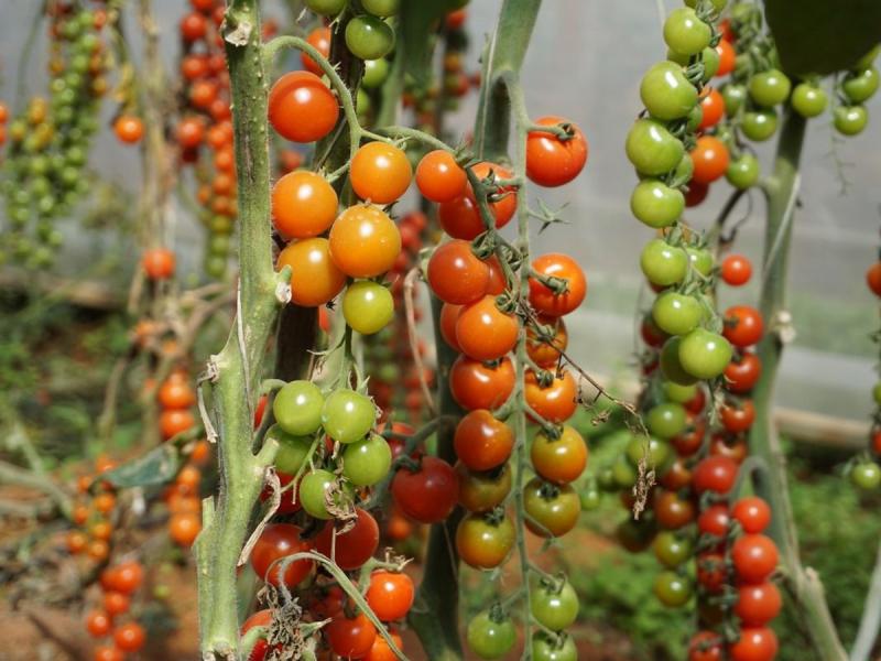 Tomates cherry maduros en una planta de huerto