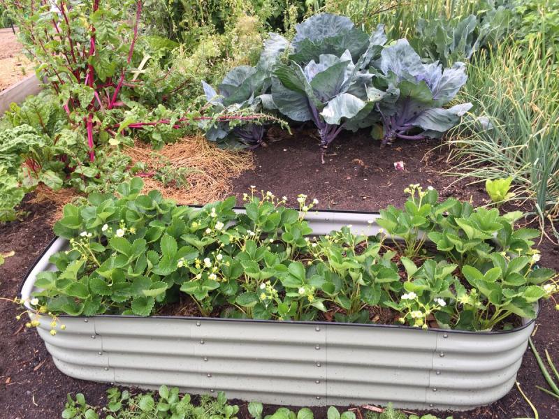 Bancal metálico elevado con fresas y coles en un huerto pequeño
