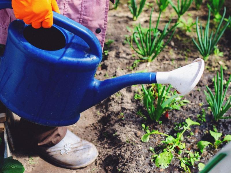 Mano sosteniendo una regadera azul de plástico junto a plantas