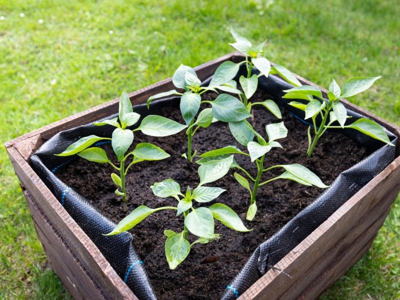 Plantas de pimiento verde en un cajón de madera