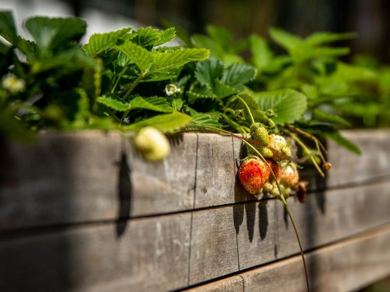 Fresas verdes creciendo sobre un bancal de madera