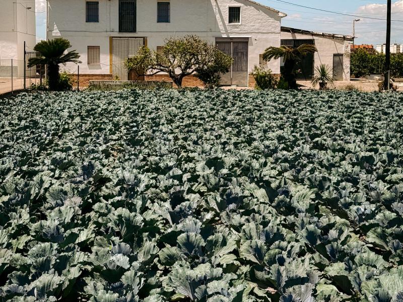 Campo de coles junto a una casa payesa tradicional en Menorca