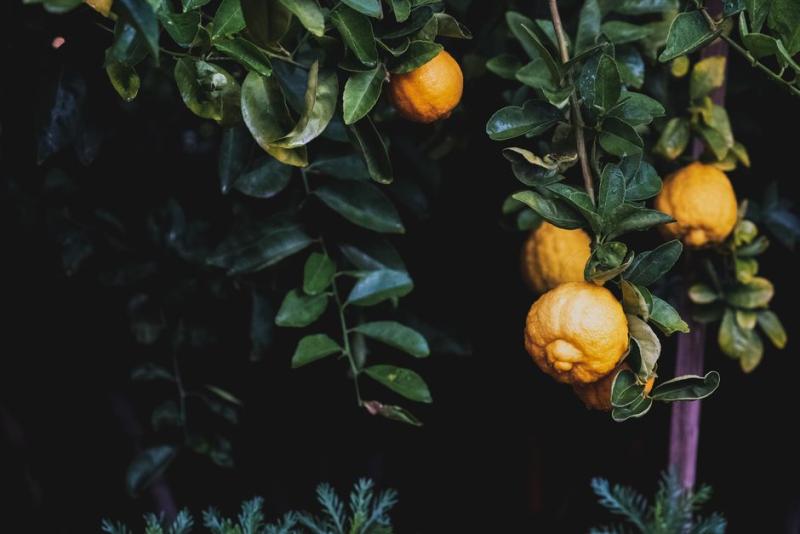 Naranjos cargados de fruta, ilustrativo