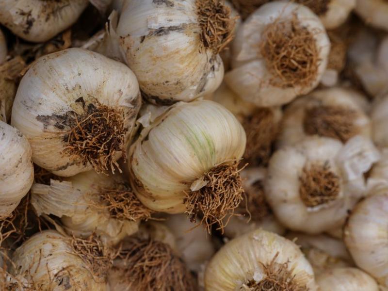 Cabezas de ajo listas para plantar