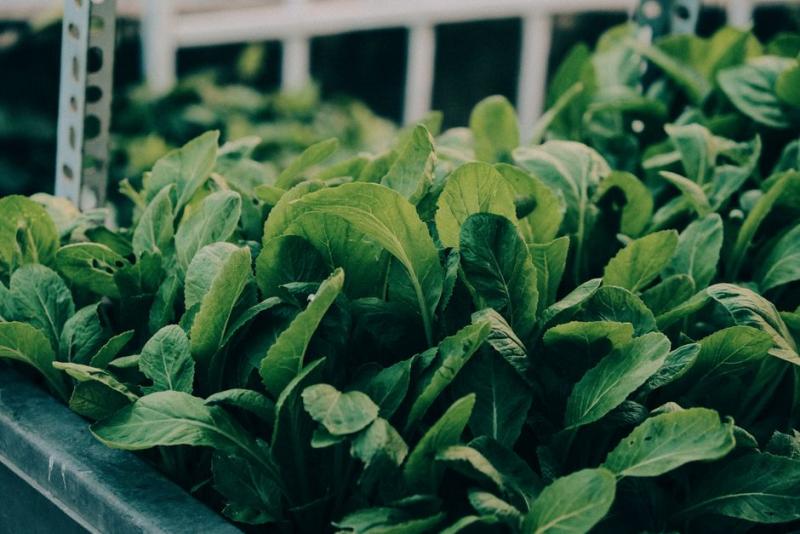 Hojas verdes de hortalizas de hoja resistentes al frío, como las que se siembran en enero
