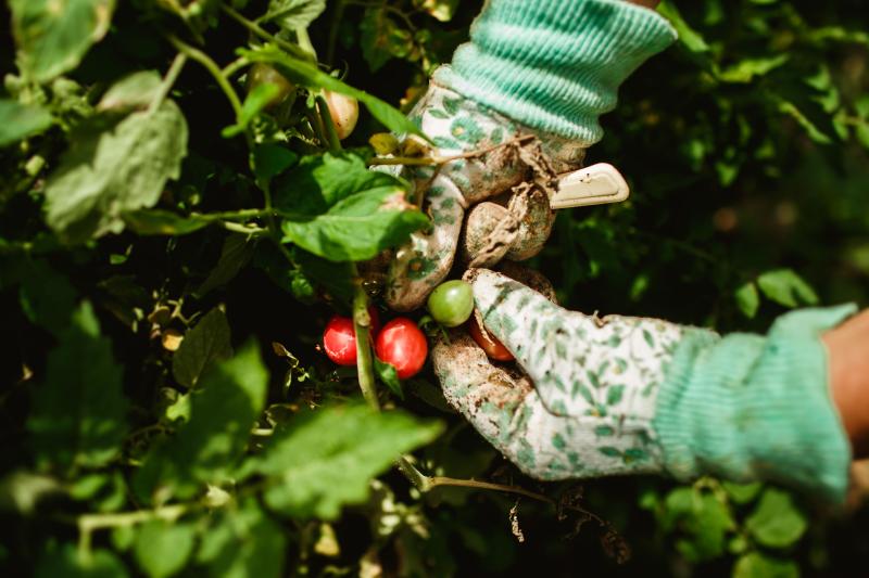 Cosechando tomates en pleno verano