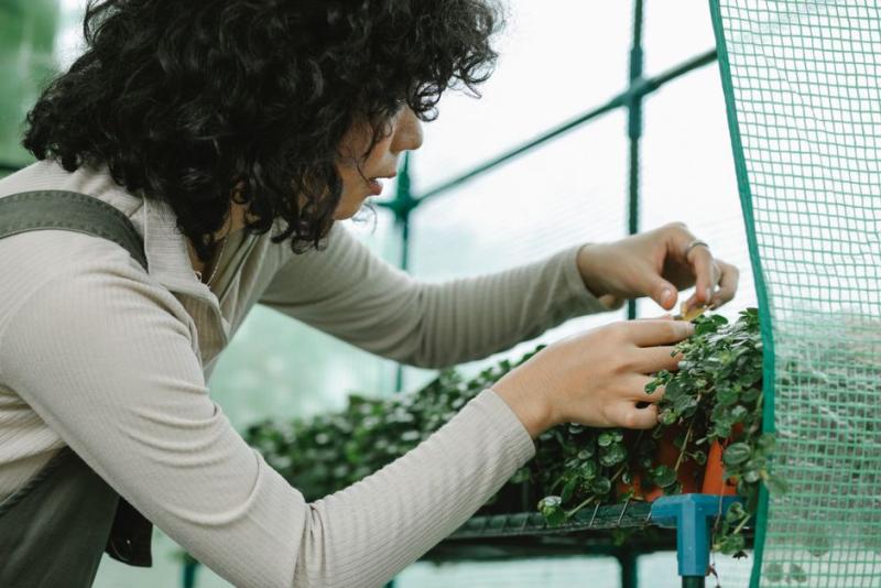 Revisando de cerca las plantas para detectar plagas a tiempo