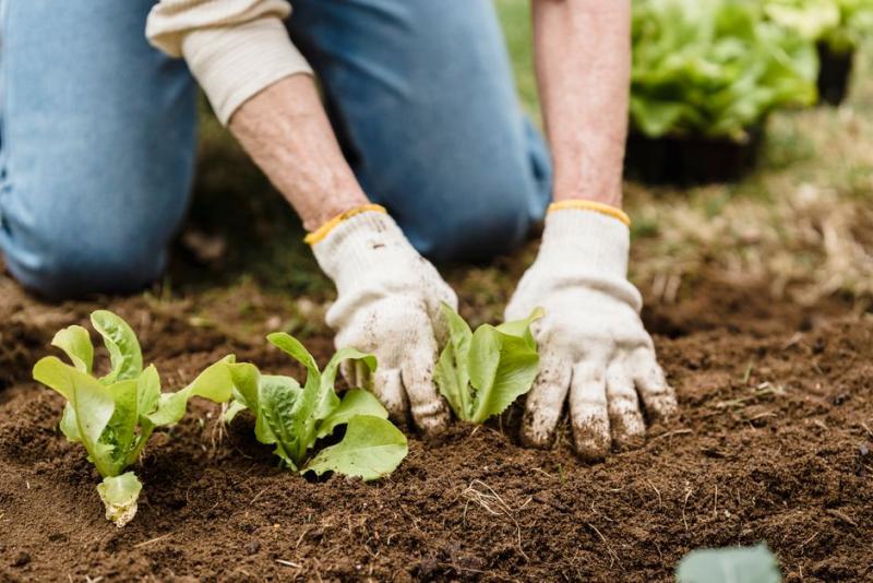 Manos plantando plántulas de lechuga en el suelo