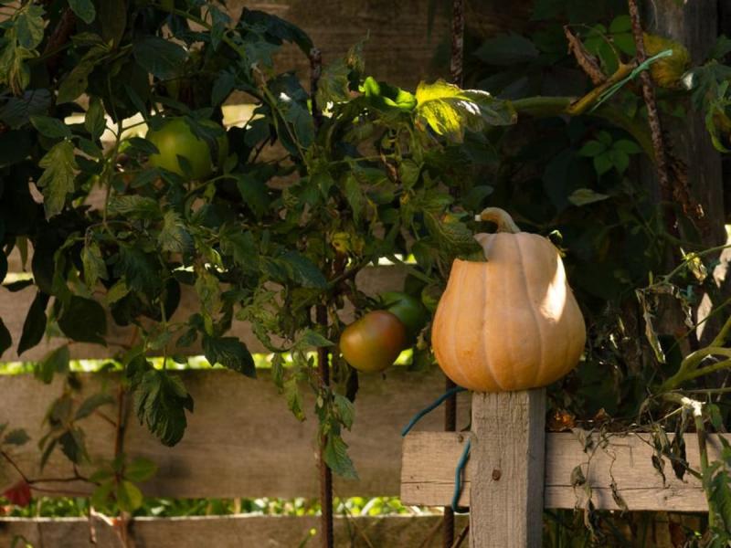 Calabaza y tomates creciendo junto a una valla de madera, ilustrativo