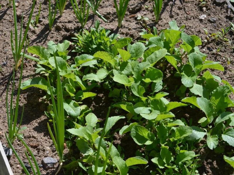 Plantas de hoja verde creciendo en un bancal de huerto, ilustrativo