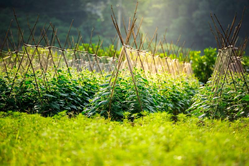 Hileras de cultivo con enrejado de cañas, ilustrativo