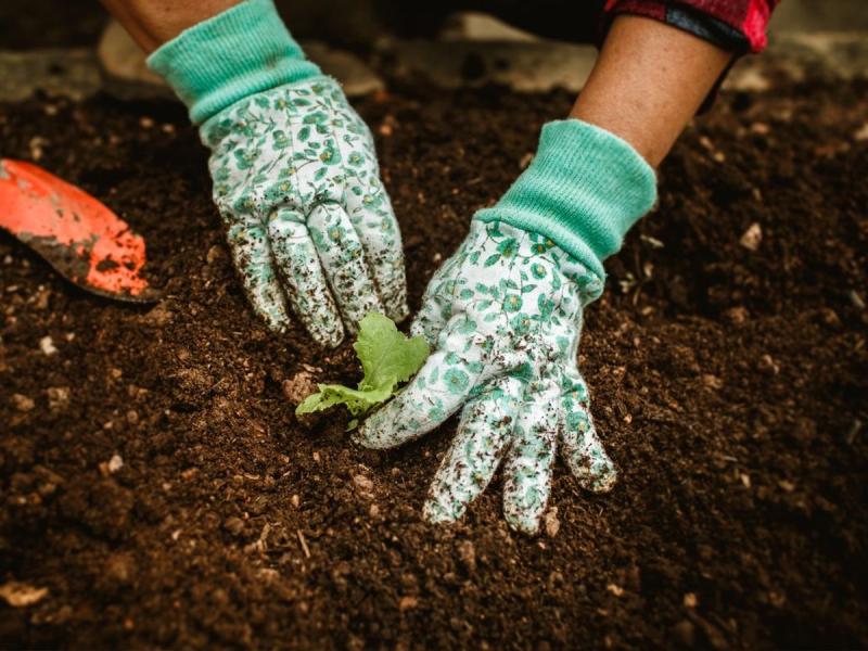 Manos plantando un plantón con guantes en un huerto de Getxo