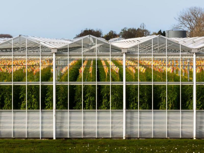 Invernadero moderno con hileras de tomateras