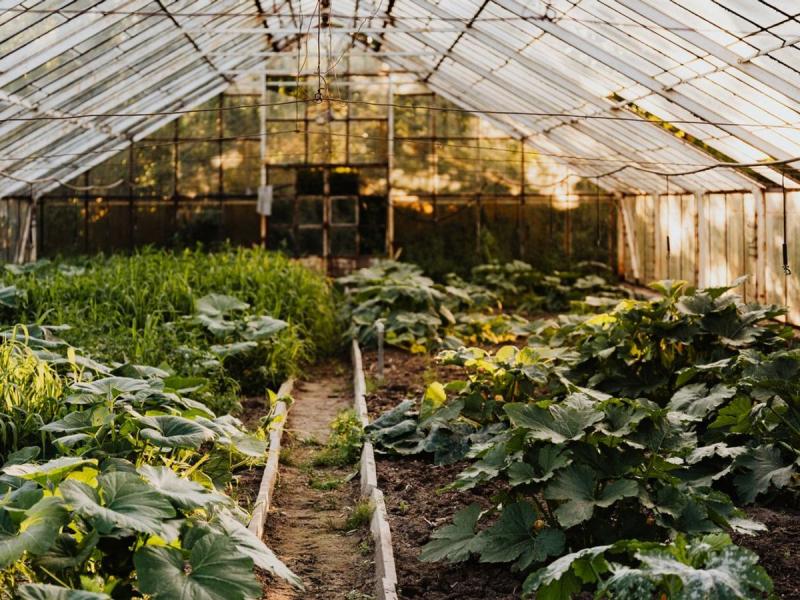 Invernadero tranquilo con plantas verdes creciendo