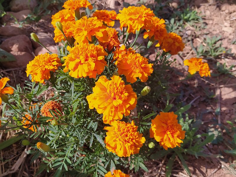 Flores de caléndula cultivadas en Els Hortets de Ciutat, Palma de Mallorca