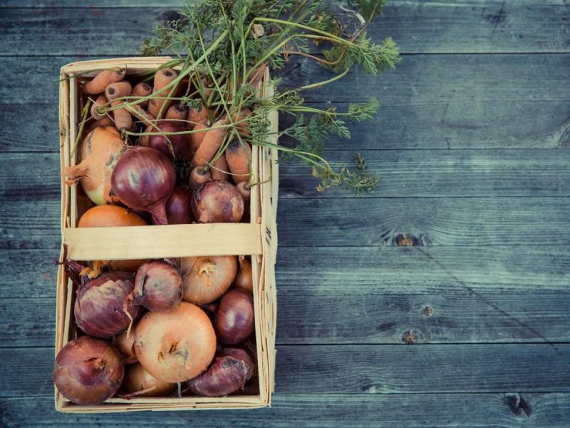 Cesta con cebollas y zanahorias recién cosechadas