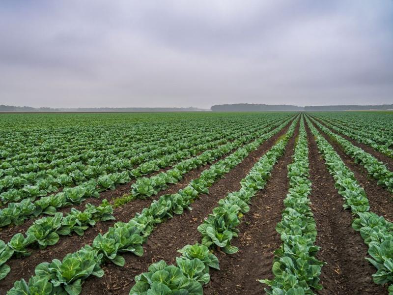 Filas de coles cultivadas en un campo extenso