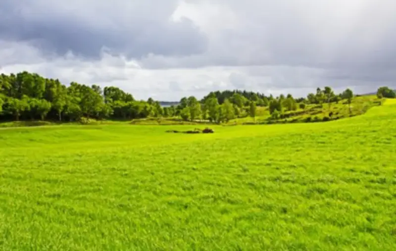 Prado verde con árboles al fondo bajo un cielo nuboso, típico paisaje asturiano
