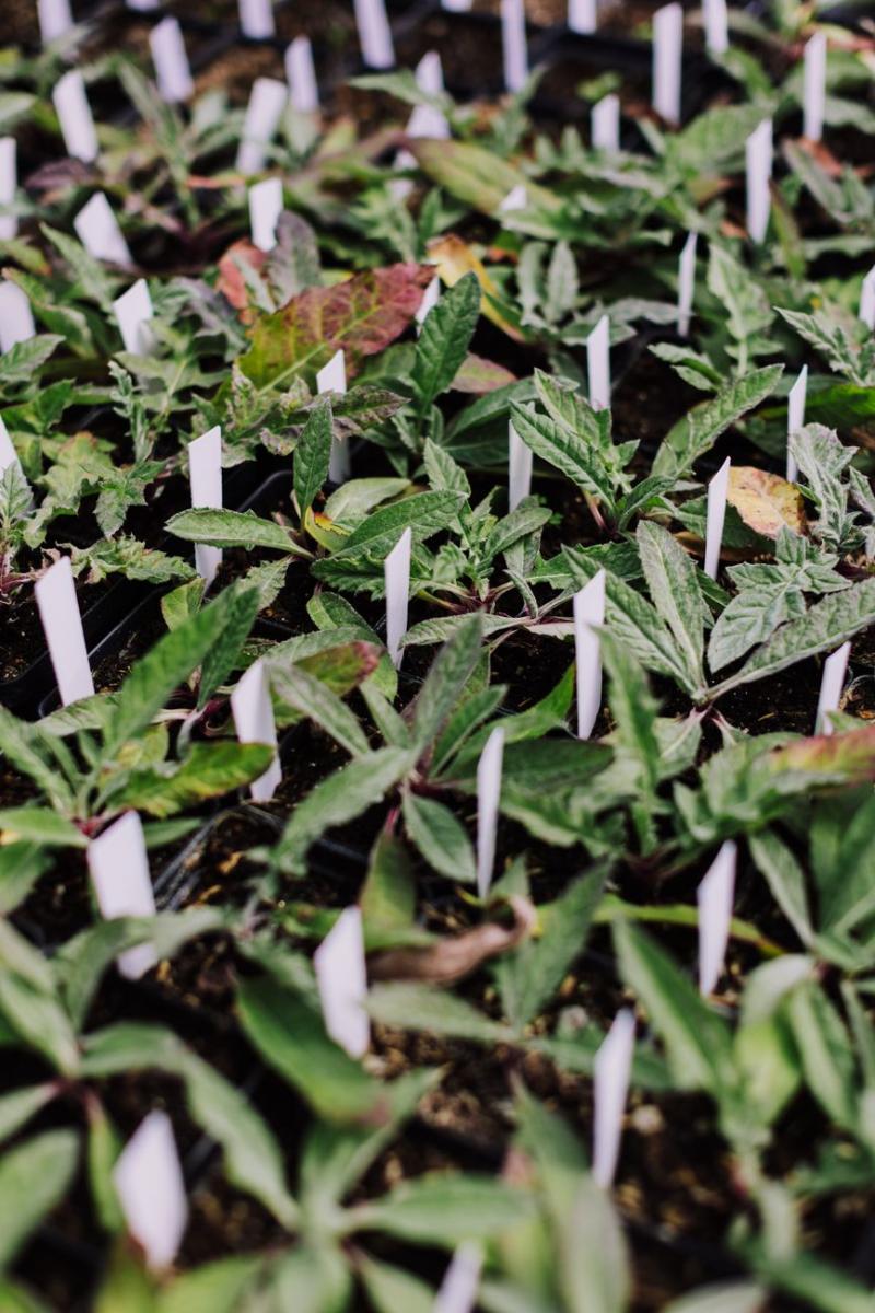 Bandejas de semilleros en un vivero, ilustrativo