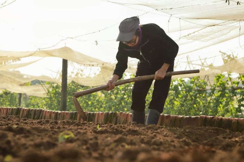 Trabajando bajo malla de sombreo en julio