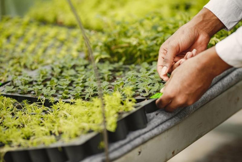 Preparando semillero de otoño en julio