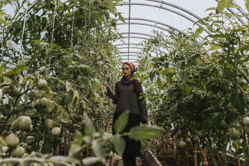 Revisando las plantas de tomate para detectar plagas