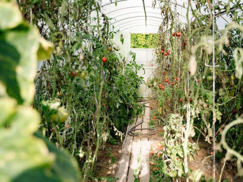 Invernadero con tomates cultivados en La Laguna, Tenerife