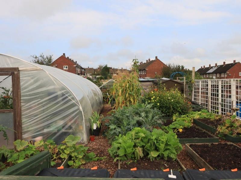 Invernadero con plantas en un huerto urbano de Las Palmas de Gran Canaria