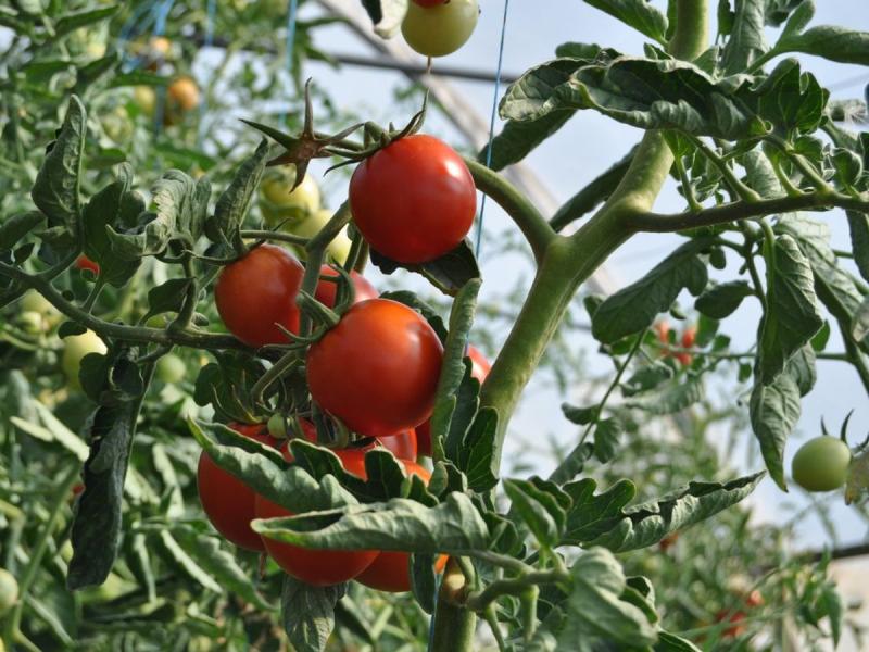Tomates maduros en una planta de un huerto urbano de Ponferrada