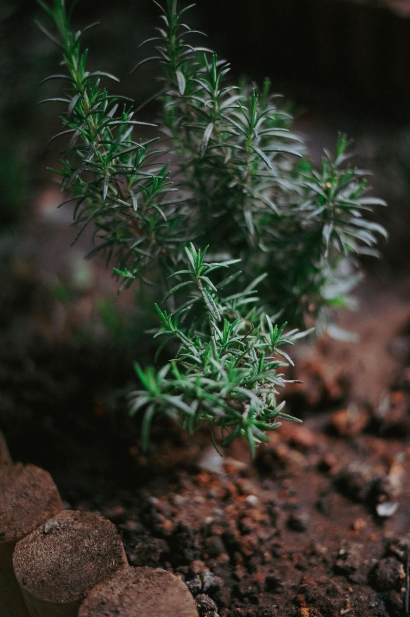 Planta de romero en maceta de tierra, ilustrativo
