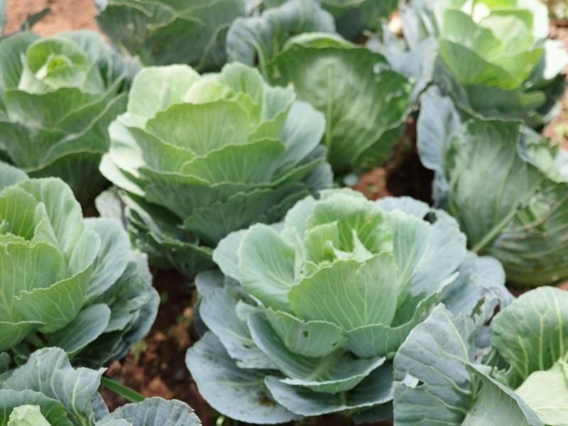 Coles cultivadas en las hortas urbanas do Sequelo, Marín