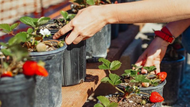 Plantas de fresa en macetas