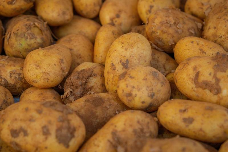 Patatas de siembra