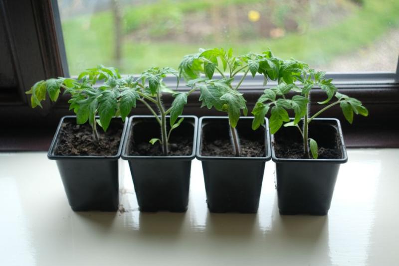 Plántulas de tomate en semillero