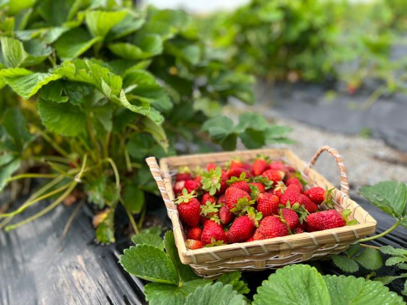 Cesta de fresas recién cosechadas