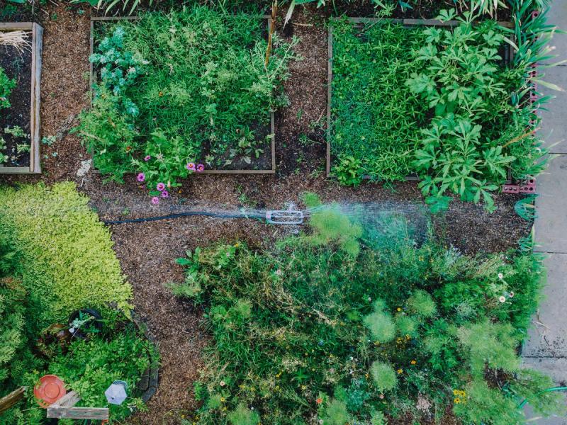 Vista aérea de bancales de huerto regados con aspersor entre setos verdes