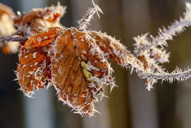 Escarcha sobre una hoja en una mañana fría de noviembre