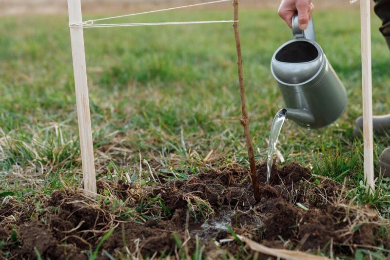 Regando un árbol frutal recién plantado en octubre