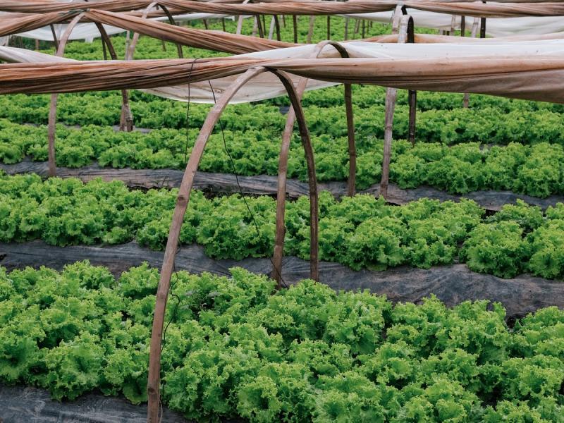 Hileras de lechugas cultivadas bajo tutores entre la niebla