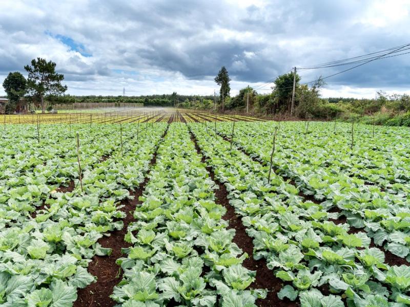 Campo de lechugas cultivadas en hileras en Carrión de los Condes