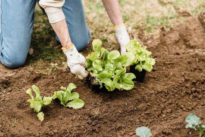 Manos plantando plantones de lechuga en un huerto urbano
